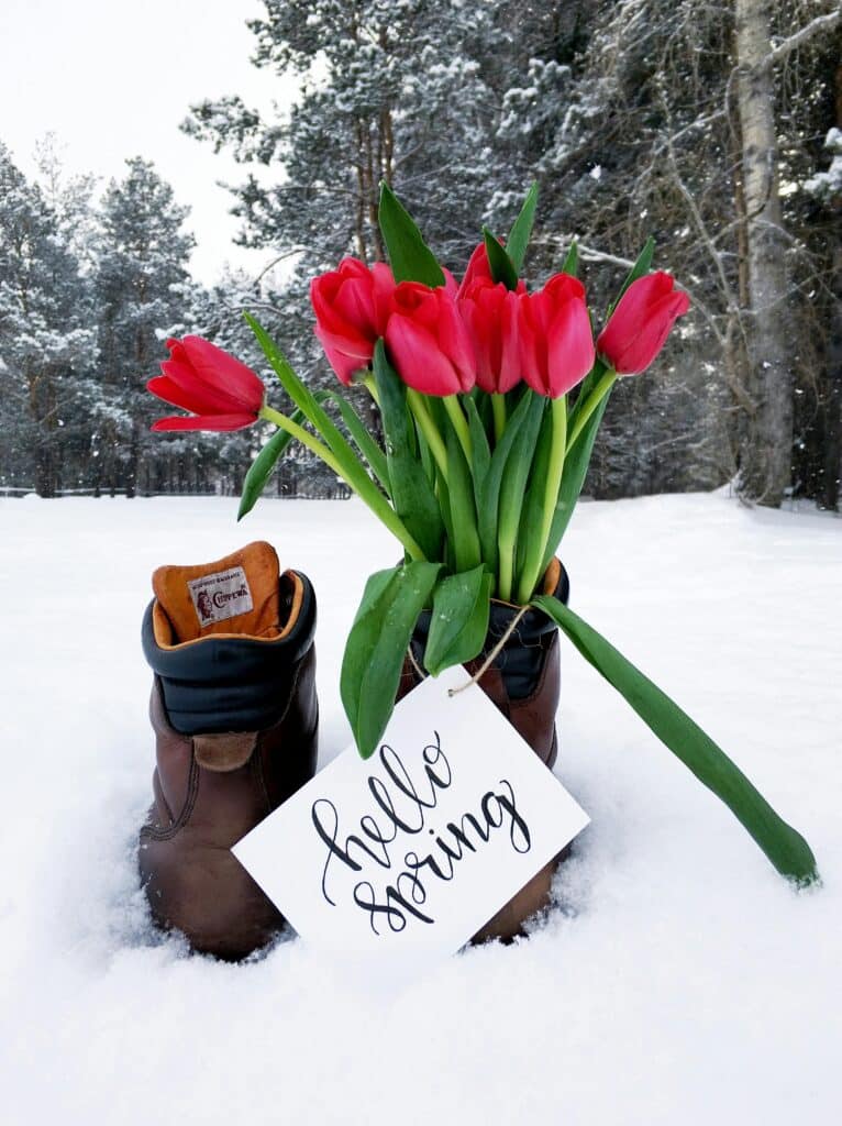 Red tulips in brown boots with 'hello spring' card against snowy backdrop.